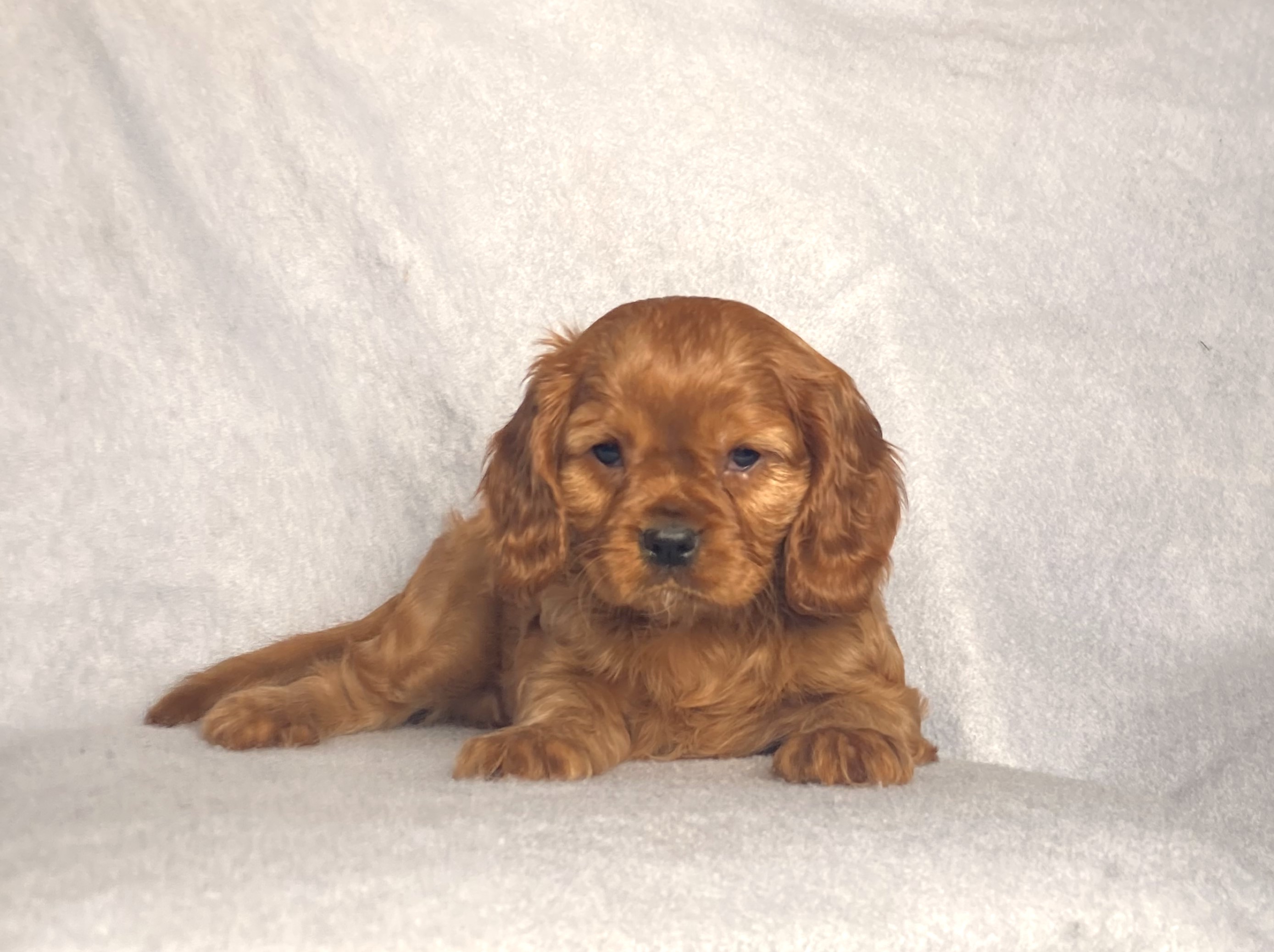 puppy, for, sale, Cavalier King Charles Spaniel,   Little Stream Estates LLC, dog, breeder, Lititz, PA, dog-breeder, puppy-for-sale, forsale, nearby, find, puppyfind, locator, puppylocator, aca