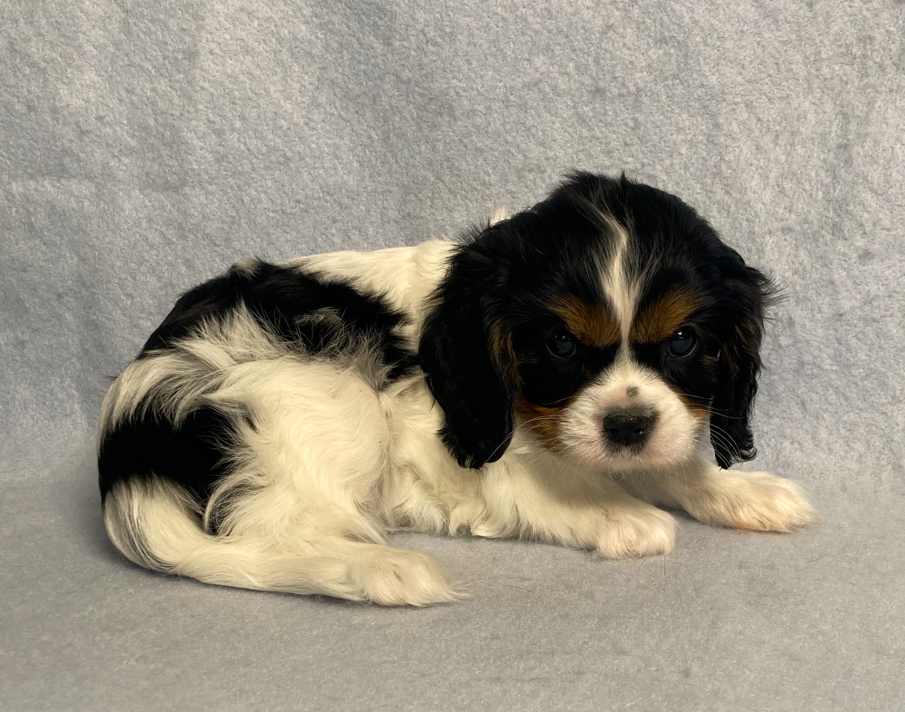 puppy, for, sale, Cavalier King Charles Spaniel,   Little Stream Estates LLC, dog, breeder, Lititz, PA, dog-breeder, puppy-for-sale, forsale, nearby, find, puppyfind, locator, puppylocator, aca