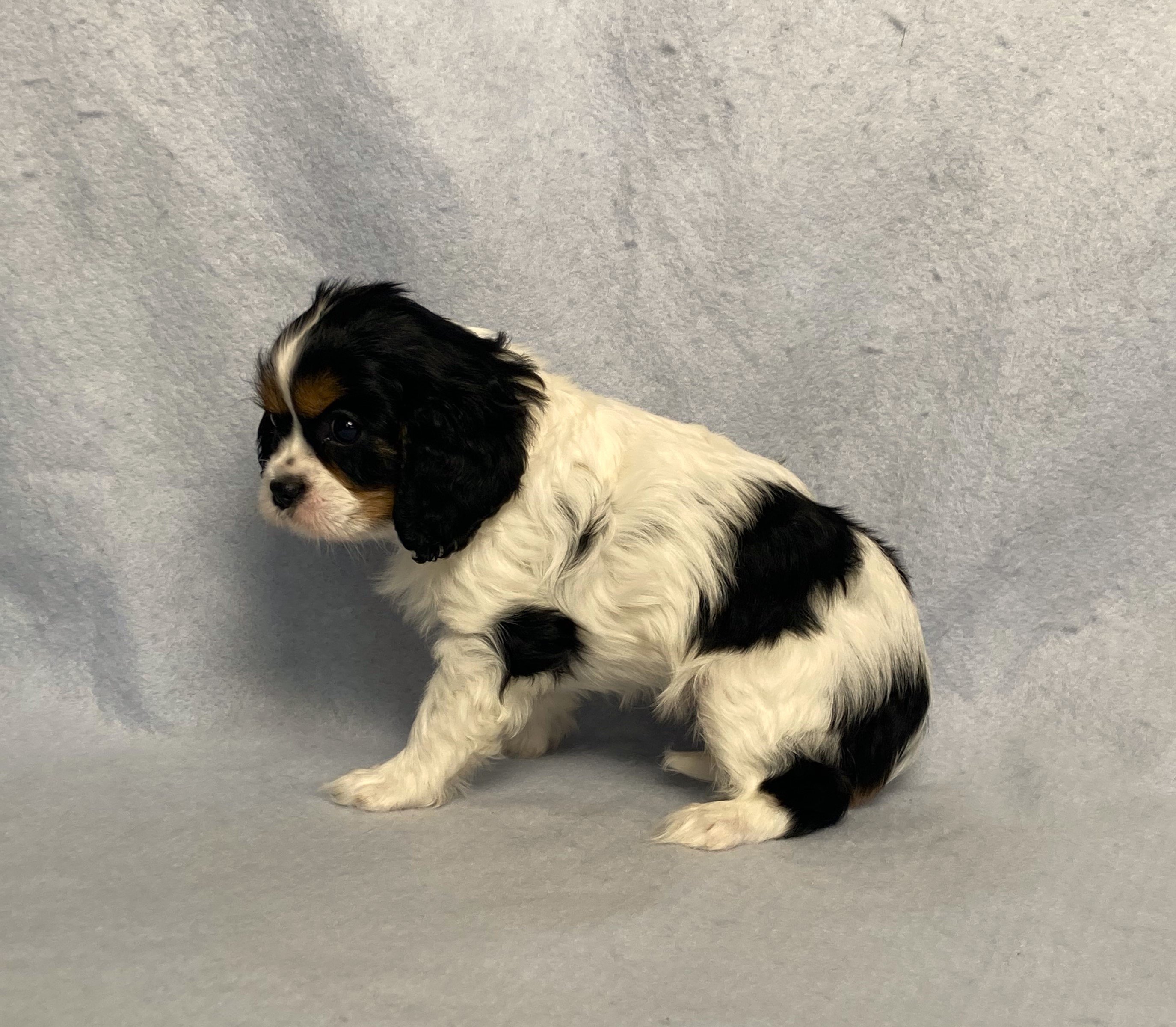 puppy, for, sale, Cavalier King Charles Spaniel,   Little Stream Estates LLC, dog, breeder, Lititz, PA, dog-breeder, puppy-for-sale, forsale, nearby, find, puppyfind, locator, puppylocator, aca