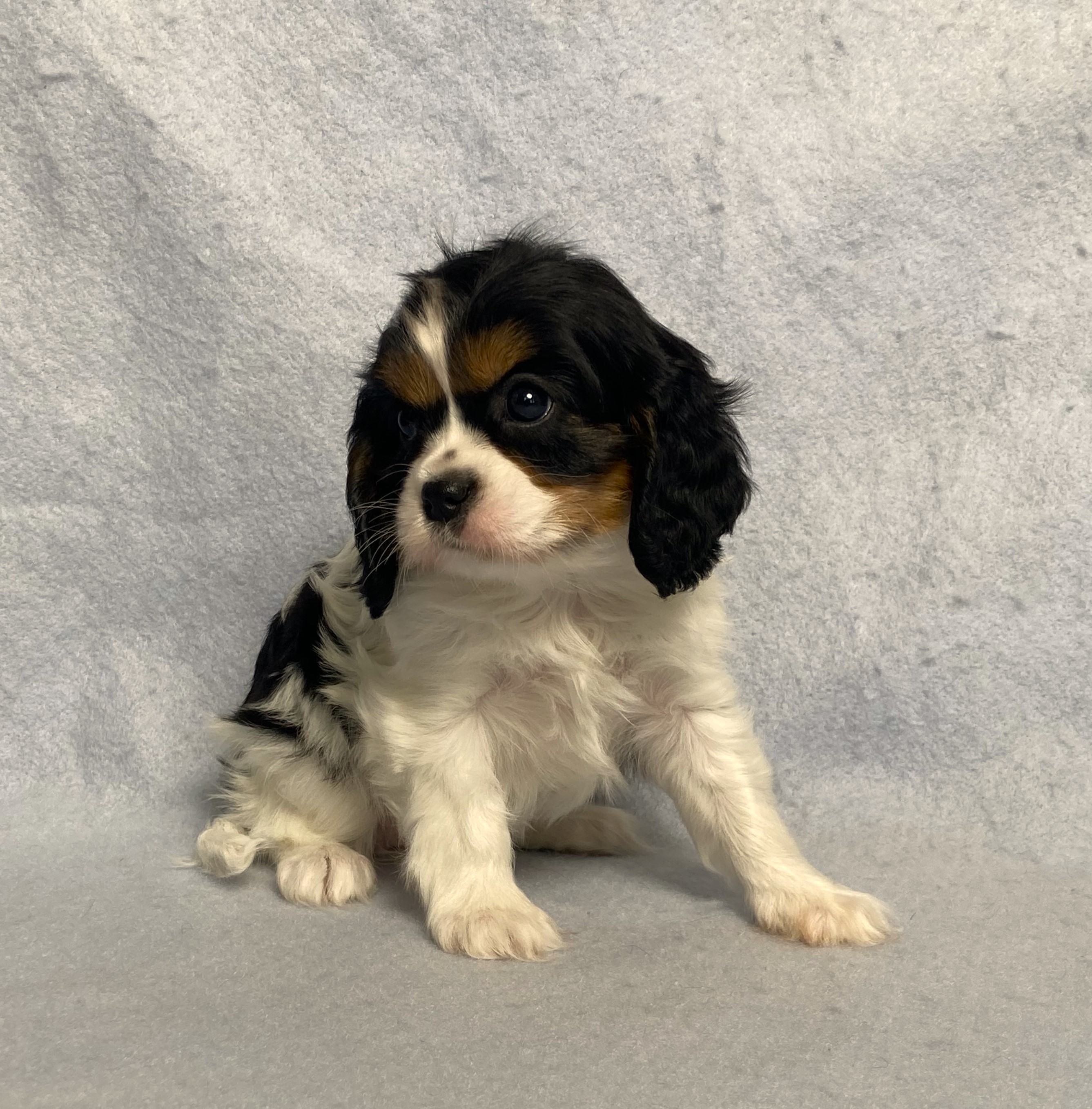 puppy, for, sale, Cavalier King Charles Spaniel,   Little Stream Estates LLC, dog, breeder, Lititz, PA, dog-breeder, puppy-for-sale, forsale, nearby, find, puppyfind, locator, puppylocator, aca