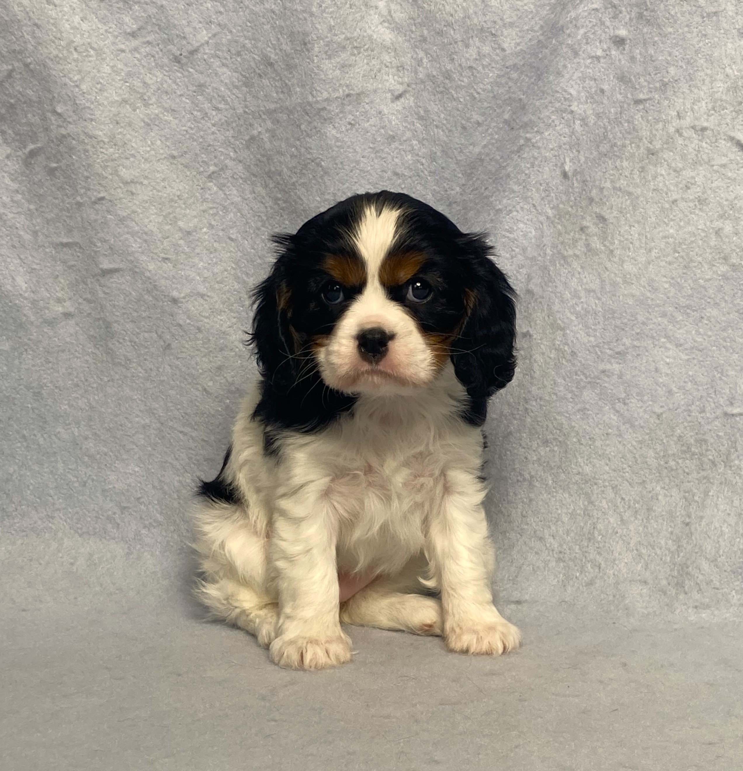 puppy, for, sale, Cavalier King Charles Spaniel,   Little Stream Estates LLC, dog, breeder, Lititz, PA, dog-breeder, puppy-for-sale, forsale, nearby, find, puppyfind, locator, puppylocator, aca