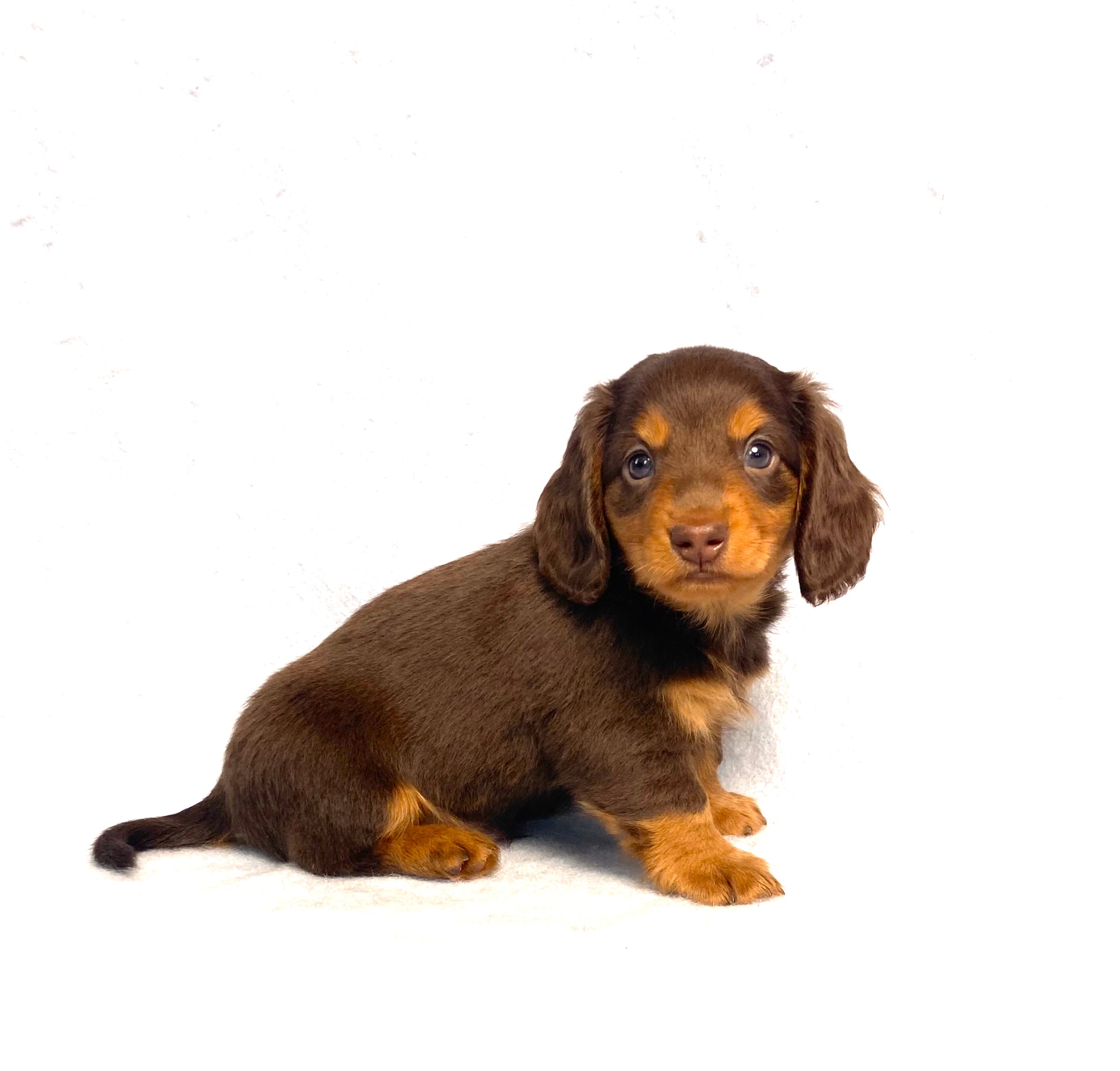Wilbur