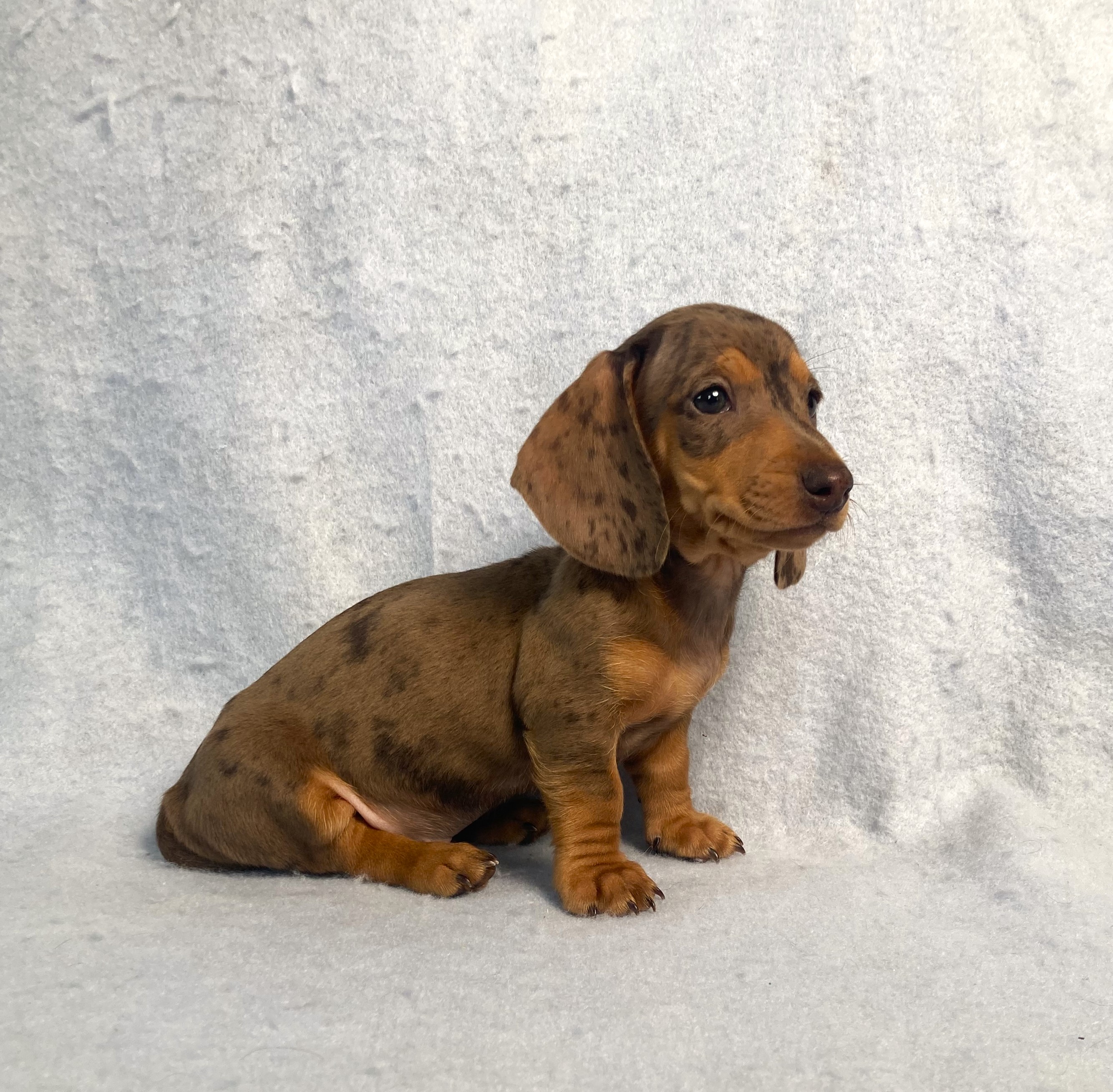puppy, for, sale, Dachshund,   Little Stream Estates LLC, dog, breeder, Lititz, PA, dog-breeder, puppy-for-sale, forsale, nearby, find, puppyfind, locator, puppylocator, aca