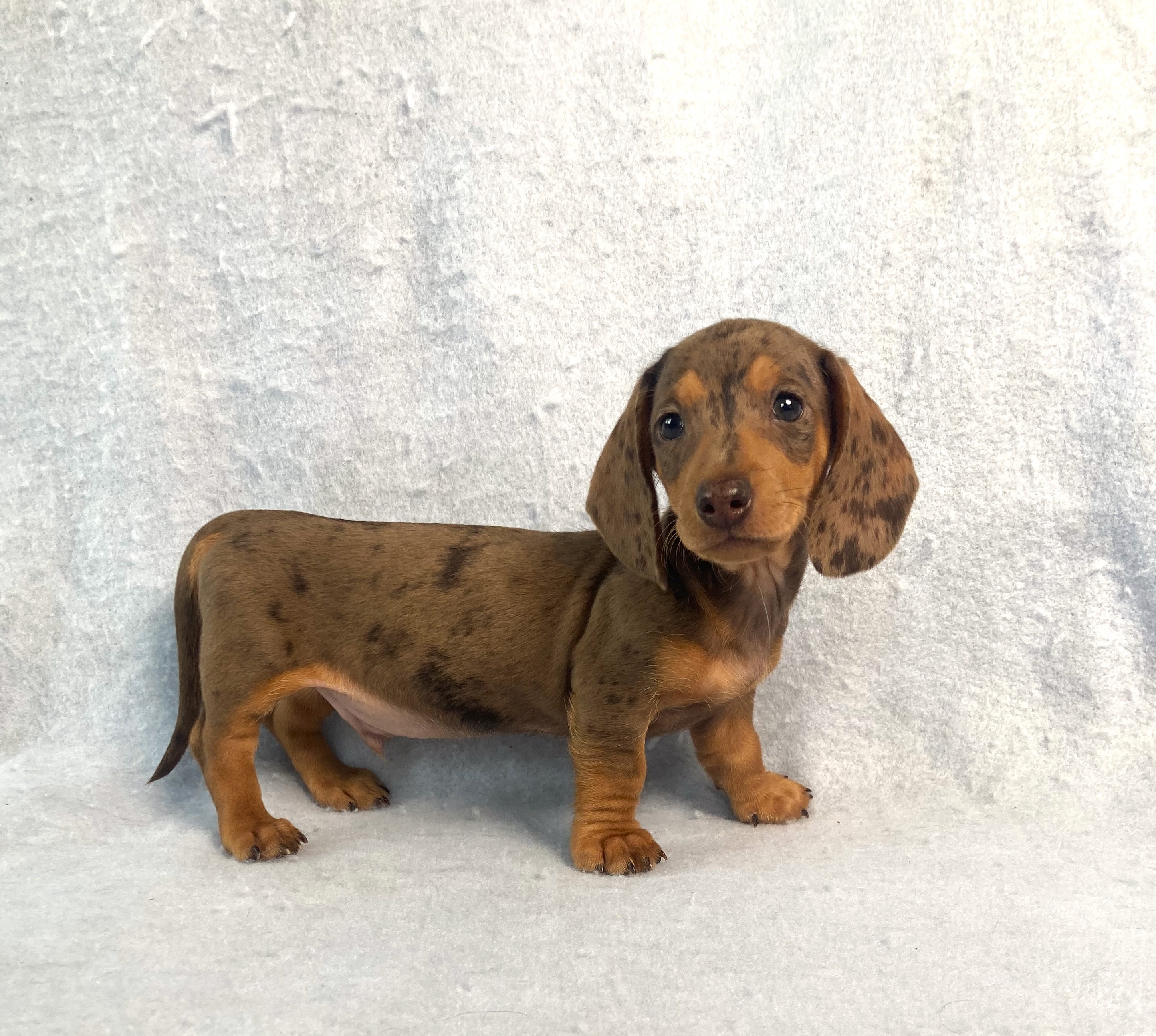 puppy, for, sale, Dachshund,   Little Stream Estates LLC, dog, breeder, Lititz, PA, dog-breeder, puppy-for-sale, forsale, nearby, find, puppyfind, locator, puppylocator, aca