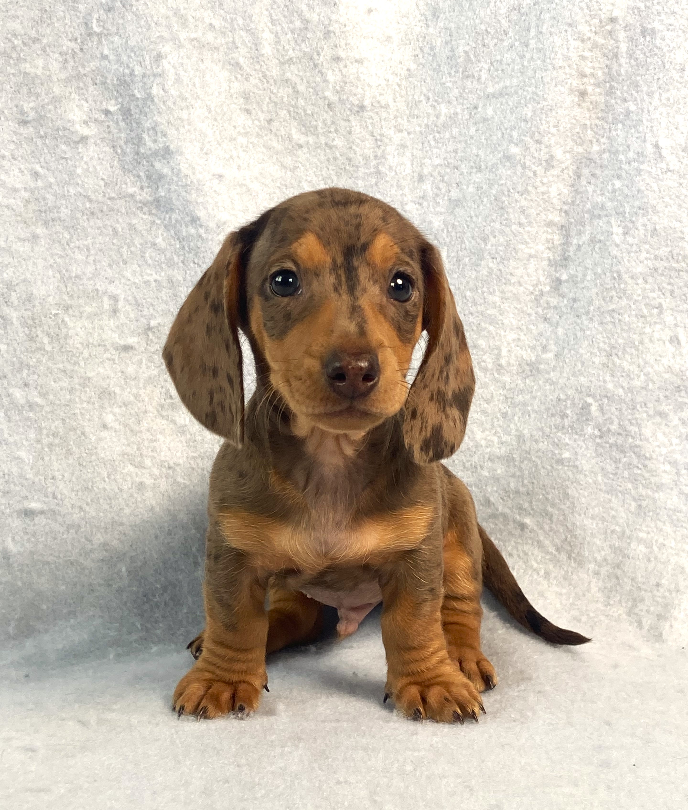 puppy, for, sale, Dachshund,   Little Stream Estates LLC, dog, breeder, Lititz, PA, dog-breeder, puppy-for-sale, forsale, nearby, find, puppyfind, locator, puppylocator, aca