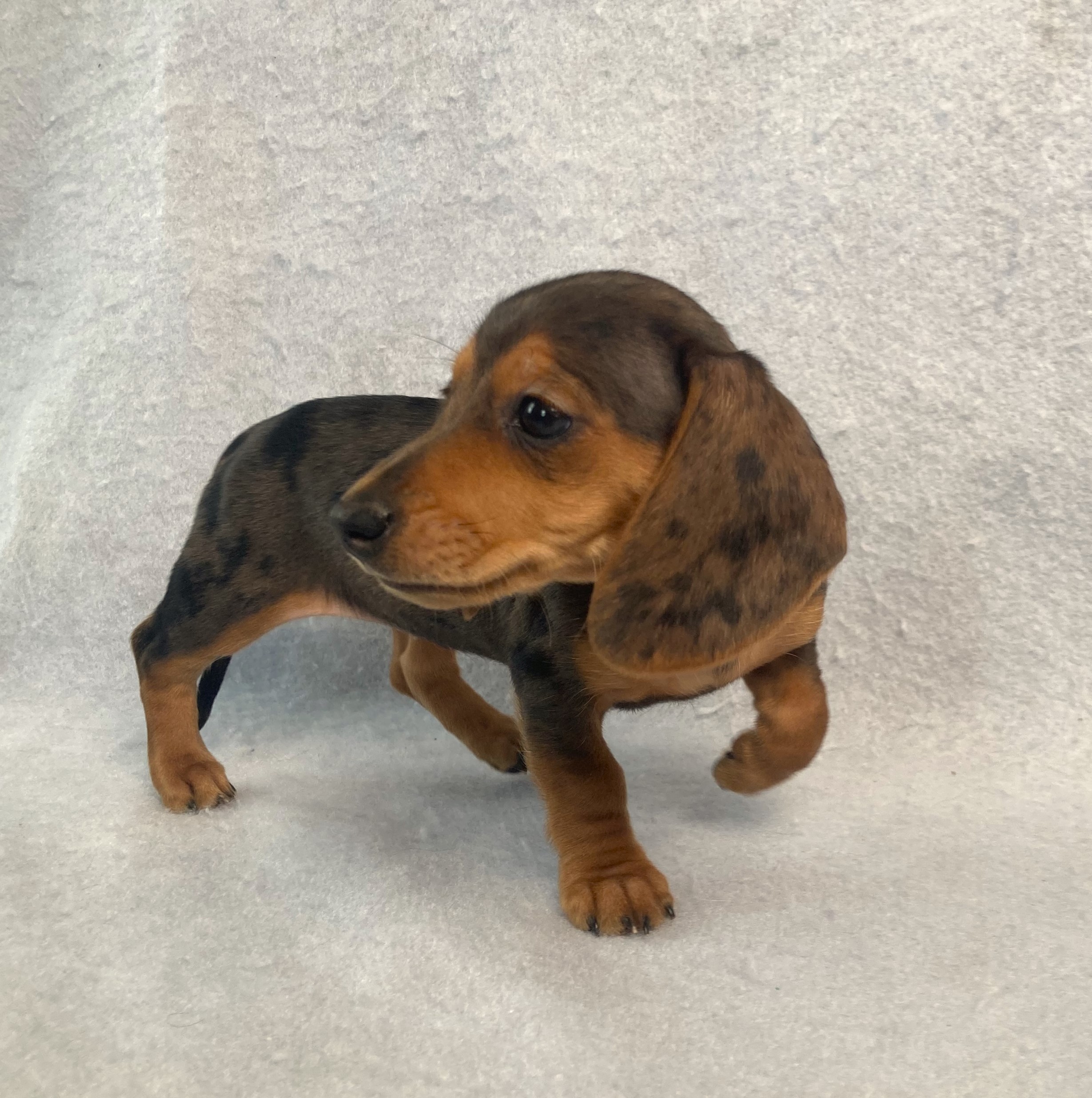puppy, for, sale, Dachshund,   Little Stream Estates LLC, dog, breeder, Lititz, PA, dog-breeder, puppy-for-sale, forsale, nearby, find, puppyfind, locator, puppylocator, aca