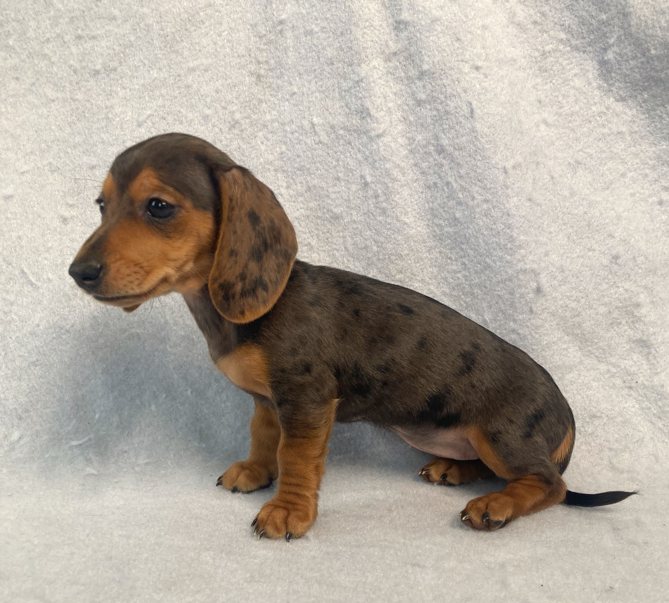 puppy, for, sale, Dachshund,   Little Stream Estates LLC, dog, breeder, Lititz, PA, dog-breeder, puppy-for-sale, forsale, nearby, find, puppyfind, locator, puppylocator, aca