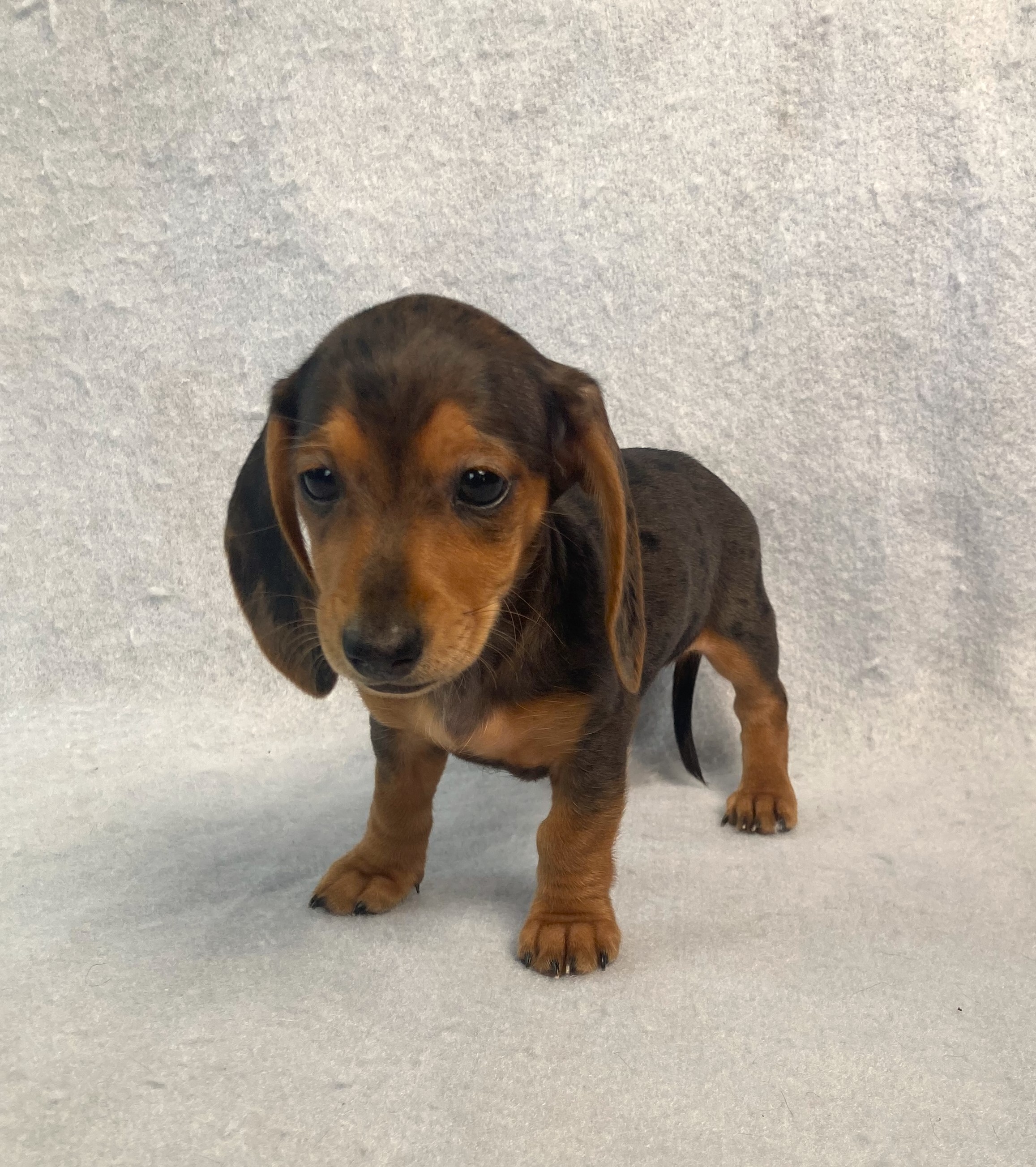 puppy, for, sale, Dachshund,   Little Stream Estates LLC, dog, breeder, Lititz, PA, dog-breeder, puppy-for-sale, forsale, nearby, find, puppyfind, locator, puppylocator, aca