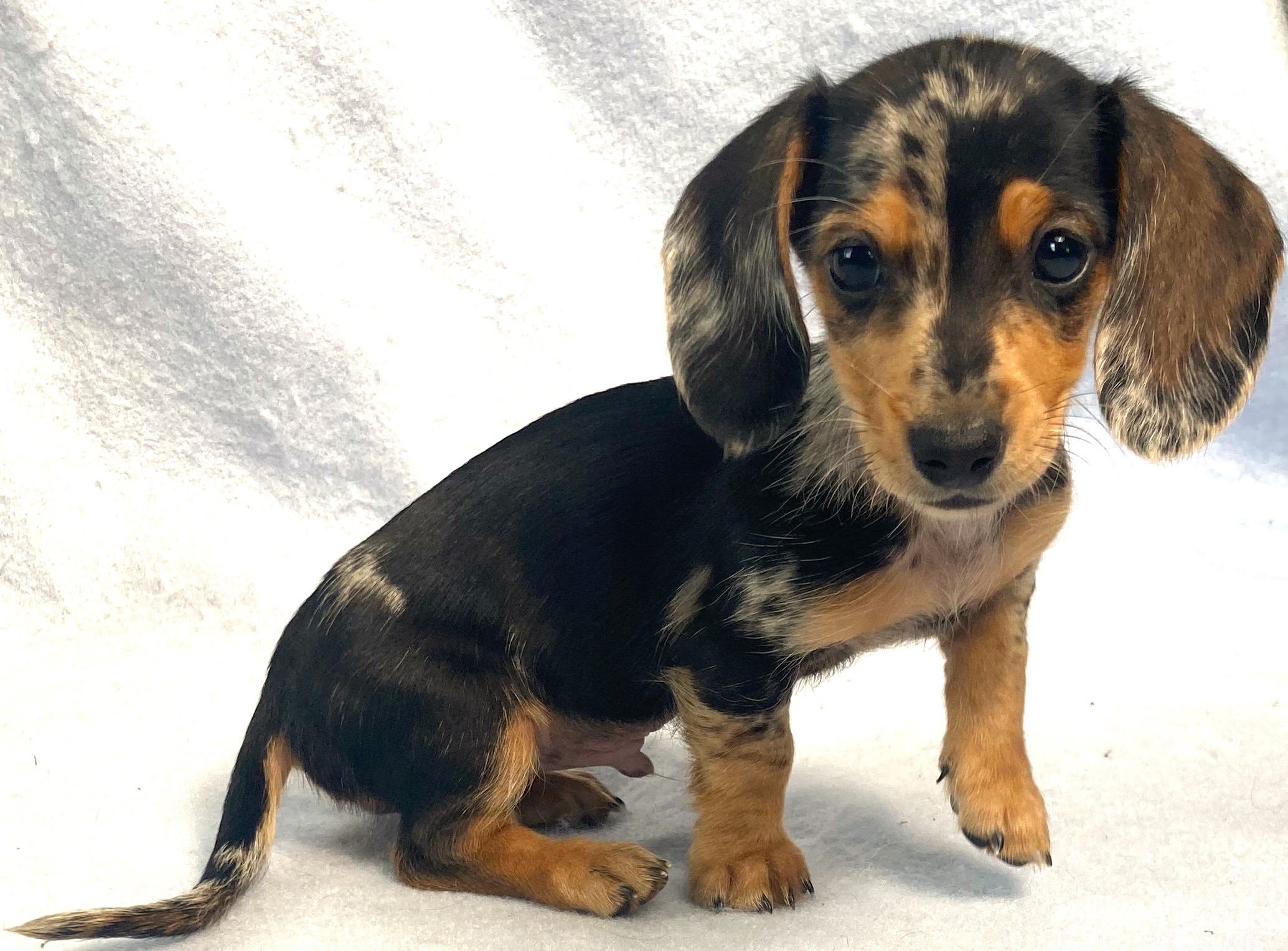 puppy, for, sale, Dachshund,   Little Stream Estates LLC, dog, breeder, Lititz, PA, dog-breeder, puppy-for-sale, forsale, nearby, find, puppyfind, locator, puppylocator, aca