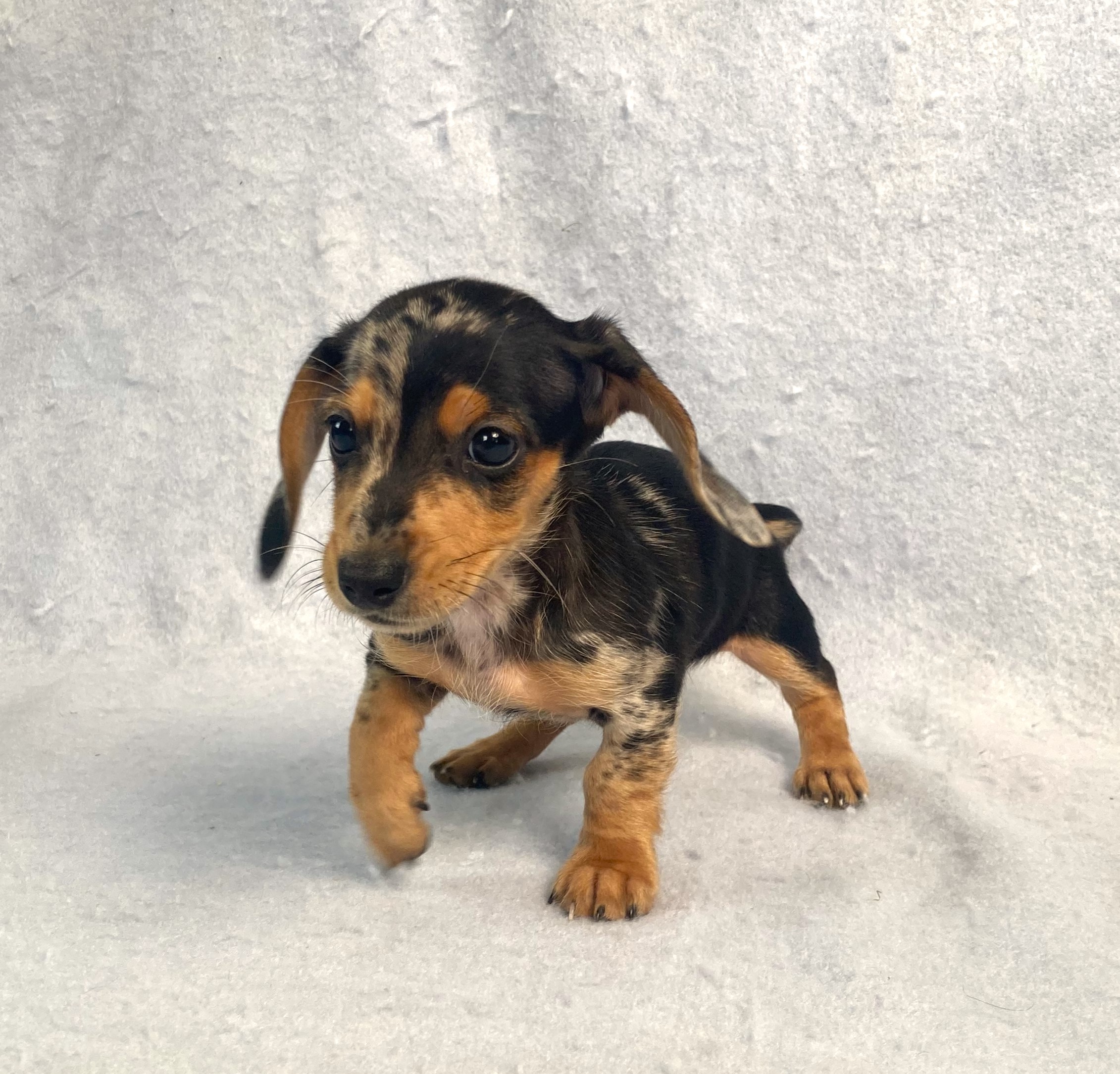 puppy, for, sale, Dachshund,   Little Stream Estates LLC, dog, breeder, Lititz, PA, dog-breeder, puppy-for-sale, forsale, nearby, find, puppyfind, locator, puppylocator, aca