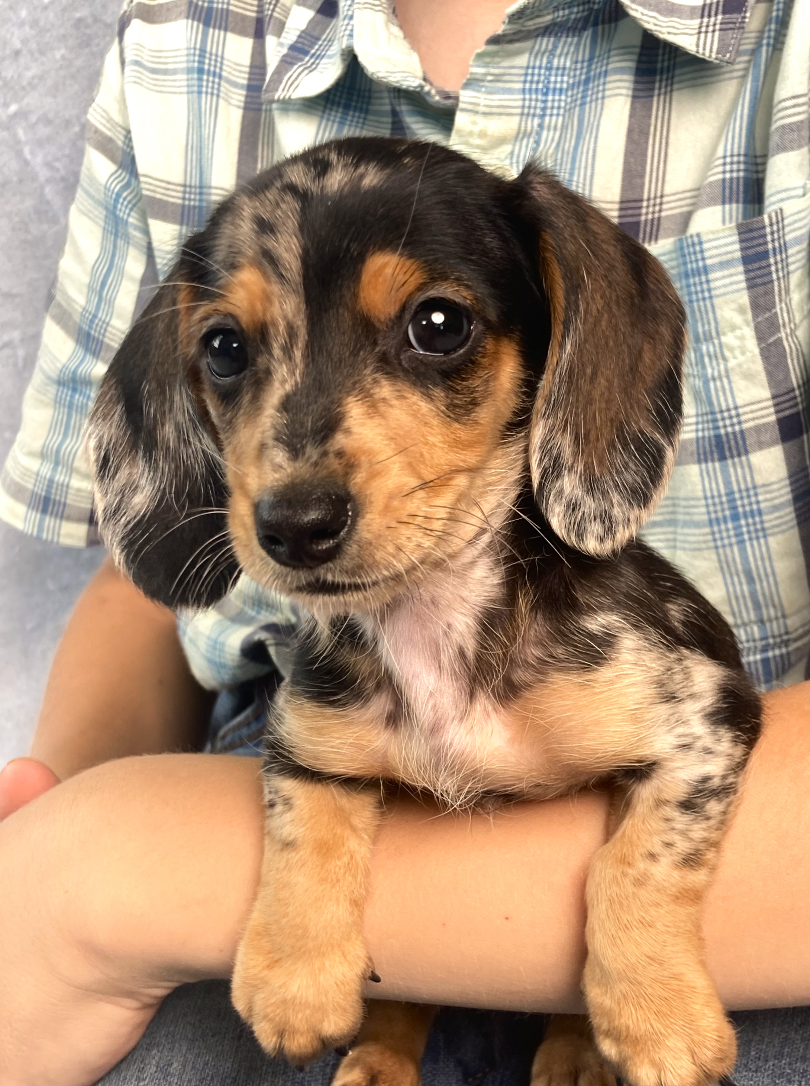 puppy, for, sale, Dachshund,   Little Stream Estates LLC, dog, breeder, Lititz, PA, dog-breeder, puppy-for-sale, forsale, nearby, find, puppyfind, locator, puppylocator, aca