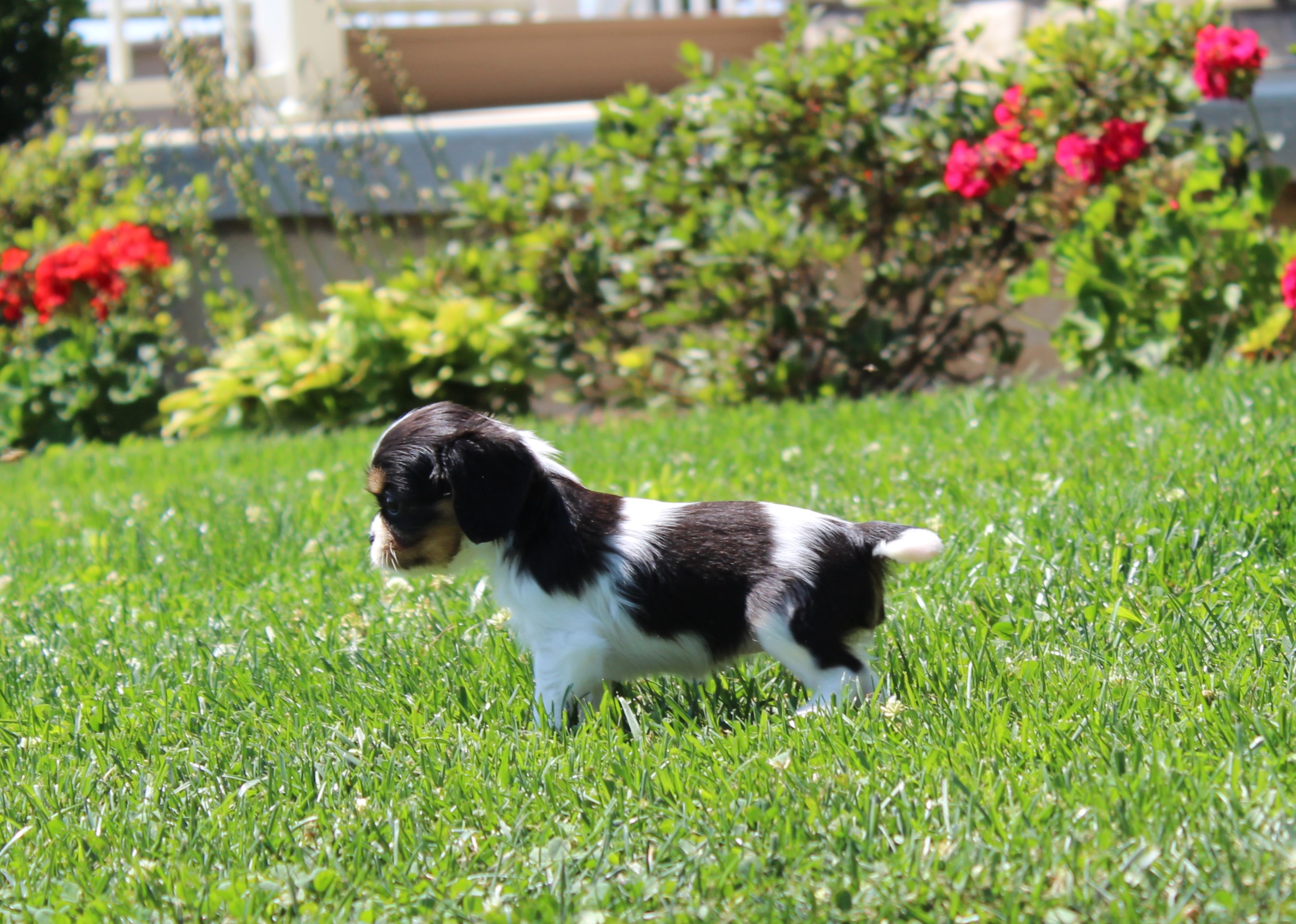 puppy, for, sale, Cavalier King Charles Spaniel,   Little Stream Estates LLC, dog, breeder, Lititz, PA, dog-breeder, puppy-for-sale, forsale, nearby, find, puppyfind, locator, puppylocator, aca